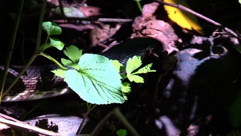 Large black snake crawling on forest floor closeup sunlight Stock Footage 94481316
