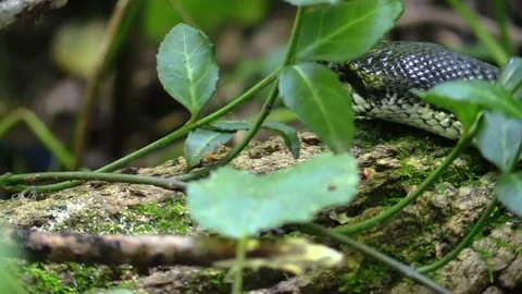 Large black snake crawling on forest floor closeup Stock Footage 94481378