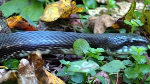 Large black snake crawling on forest floor closeup ground level Stock Footage 94481542