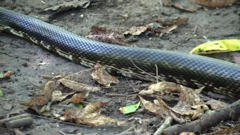Large black snake crawling on forest floor closeup across path Stock Footage 94481616