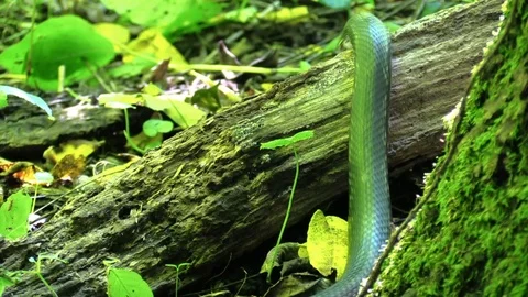 Large black snake crawls away over log Video stock 94480188