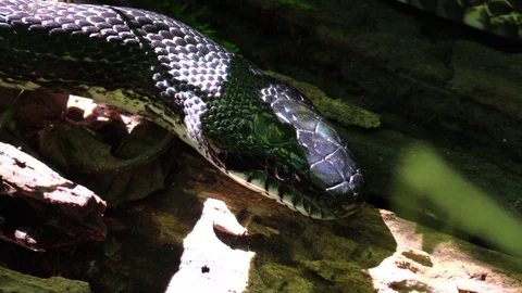 Large black snake on log zoom out Stock Footage 94480853