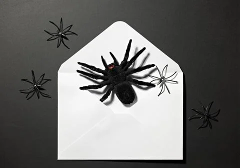 Large black spider emerging from open white envelope for scary Halloween in.. Stock Photos