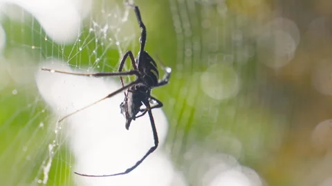 A large black spider hangs upside down in its intricate web outdoors in nature. Video stock 328030696