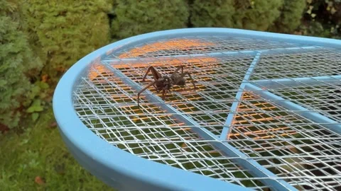 A large black spider was killed using an electric swatter. Vidéo 318288966