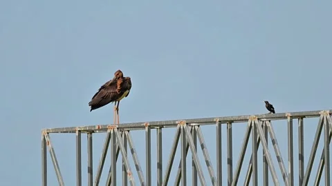 Large Black Stork and Small Bird Perched on Metal Steel Frame 스톡 동영상 330859626