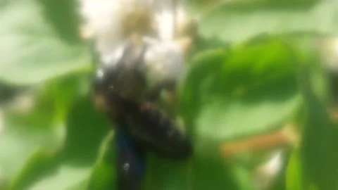 Large black violet carpenter bee collecting nectar on white flowers Stockbeeldmateriaal 345431445