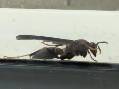 Large Black Wasp on Window Ledge Detailed View Stock-Fotos