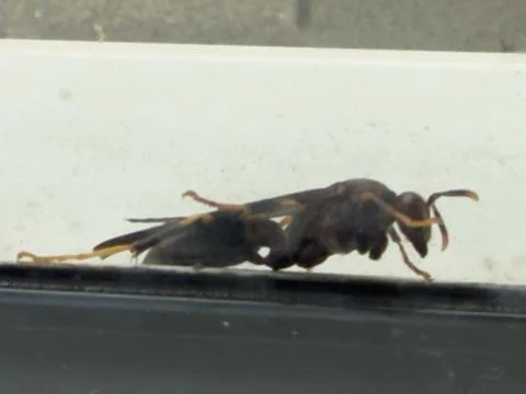 Large Black Wasp on Window Ledge Macro Detail Stock Photos
