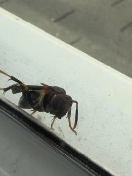 Large Black Wasp on Window Ledge Natural Texture Stock Photos