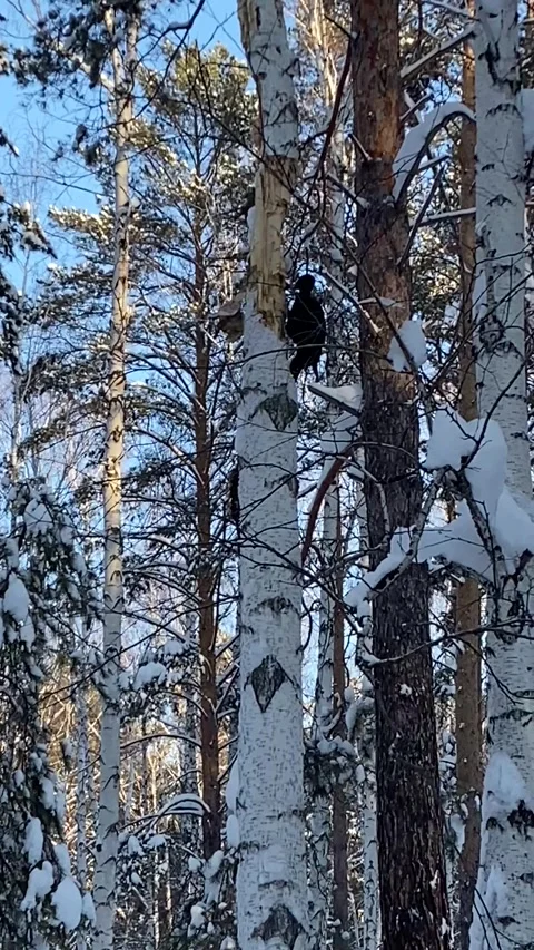 A large black woodpecker knocks on a tree in search of food in winter Stock Footage 260594521