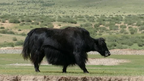 A large black yak walks the steppe. Stock-Footage 80092085