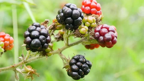 Large blackberries on the bush. Macro. 스톡 동영상 223005265