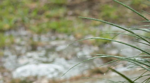 Large blades of grass pelted by rain drops with shallow puddle in the background Stock Footage 35130201