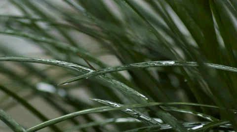 Large blades of grass pelted by rain drops during a summer storm. Stock Footage 35140721