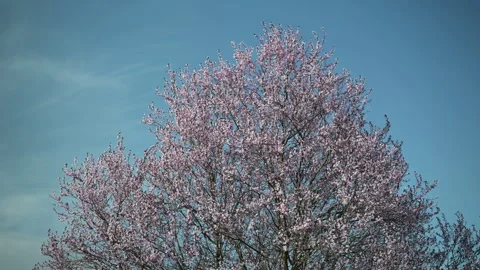 Large blooming cherry tree under clear blue spring sky Vidéo 333295323