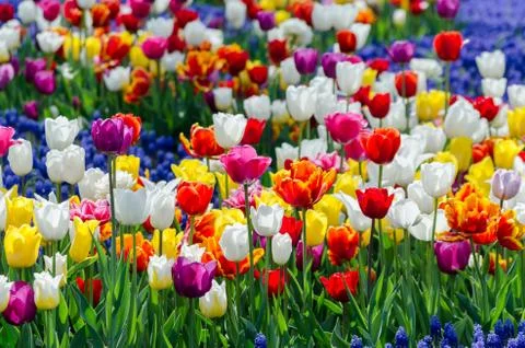 Large blooming flower bed with multicolored  hybrid tulips Photos