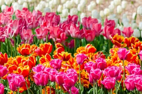 Large blooming flower bed with puple pink and white hybrid tulips Stock Photos