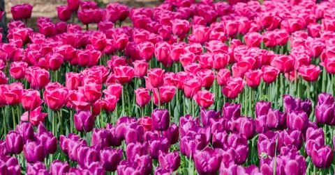 Large blooming flower bed with puple and pink hybrid tulips Stock Photos
