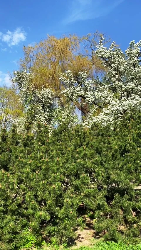 Large blooming pear tree in a lush green park, covered in delicate white flow Video stock 310404597