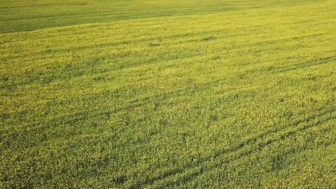 Large blooming rapeseed field. Beautiful yellow flowers. Stock Footage 115978028