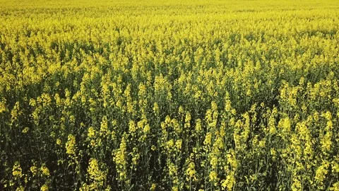 Large blooming rapeseed field. Stock Footage 115978052