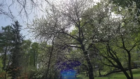 Large blossoming cherry tree on a sunny spring day.  Stock Footage 273598243