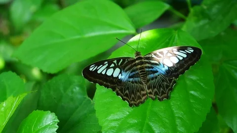 Large Blue and Brown Moth on Green Leaf Stock Footage 109332359
