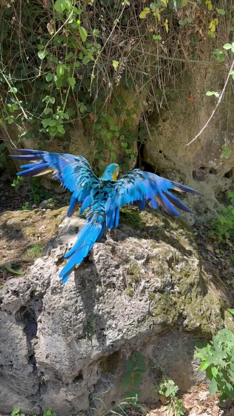 Large blue-and-yellow parrot Video stock 313039633