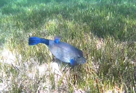  Large Blue Boxfish Swimming Over Seagrass in Shallow Water – Red Sea, Egypt Stock Footage 340251560