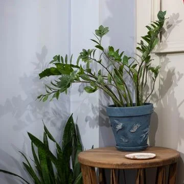 Large blue colored ceramic pot with a large plant with green leaves Stock Photos