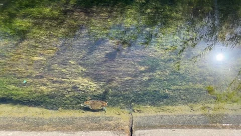 A large blue crab crawls sideways along a crystal clear, sunlit stream Stock Footage 283554739