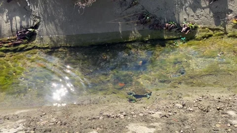 A large blue crab walks sideways along a clear small stream Stock Footage 283554233