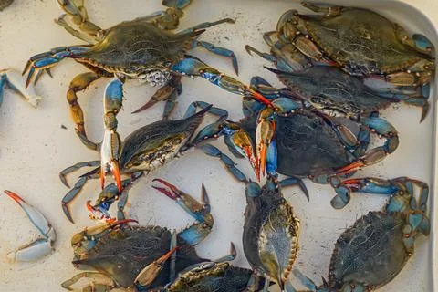 Large blue crabs in box Foto stock