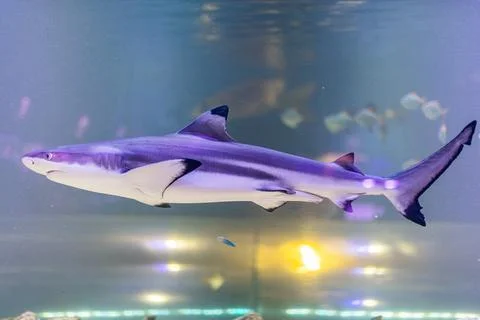Large, blue-gray shark with mesmerizing pattern, gliding in underwater tank.. Stock Photos