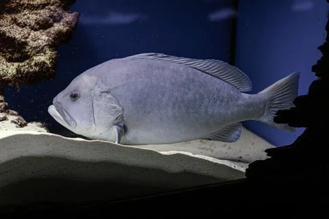 Large blue-green fish on sandy ocean floor in dimly lit underwater scene, w.. Stock Photos