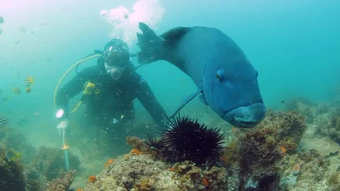 A large Blue Groper having a feed on a sea urchin with the help of a scuba Stock Footage 102362029