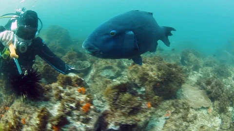 A large Blue Groper having a feeding frenzy with the help of a scuba diver Stock Footage 102362014