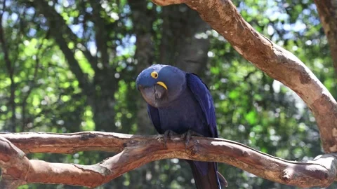 Large Blue Parrot Stock Footage 227576836