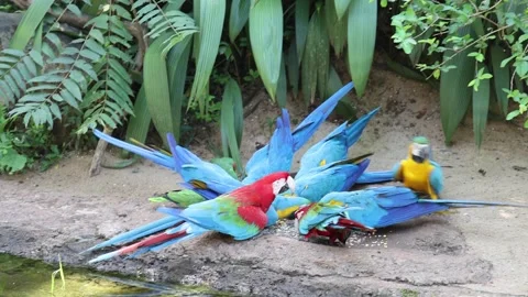 Large blue parrots eating 動画素材 227575996