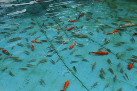 A large blue pool filled with fish. Many small red and gold koi carp swim i.. Foto stock