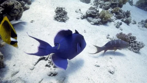 Large blue Redtooth triggerfish, Odonus Niger, following diver. Stock Footage 79838122