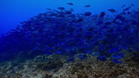 Large blue surgeonfish fish school swim above ocean floor Stock Footage 340476176