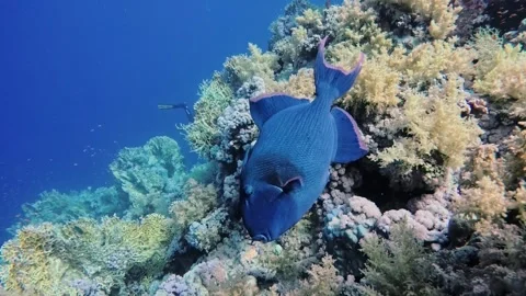 Large blue triggerfish hunting on tropical coral reef Stock Footage 339279686