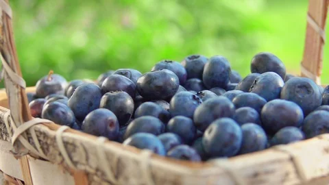 Large blueberries are falling in the basket full of berries outdoors Stock Footage 125152059