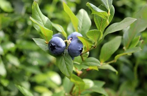 Large blueberries on a bush in partial shade Stock Photos