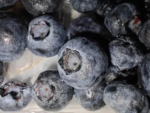 Large blueberries Stock Photos