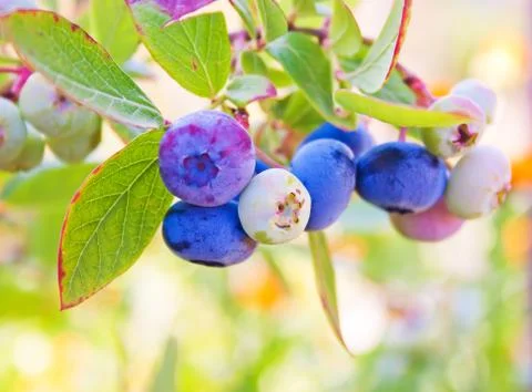 Large blueberry berries Stock Photos