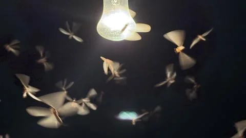 A large, blurred congregation of winged insects, possibly moths or termites,  Stock Photos