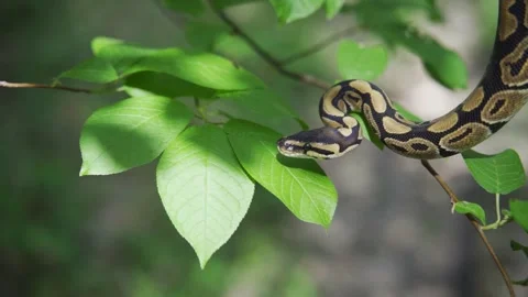 A large boa constrictor crawls among green leaves close-up. Snake in the Video stock 156736155